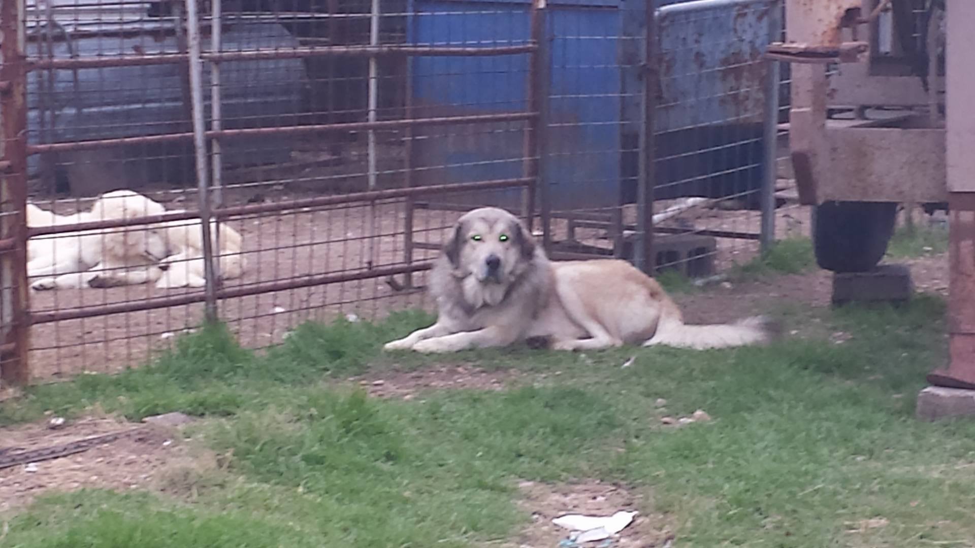 livestock guardian dogs for sale in texas