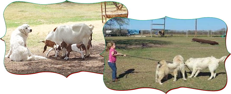 Breeding Stock | WW Livestock Guard Dogs Great Pyrenees