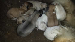 livestock guard dog puppies
