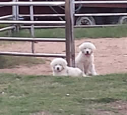 livestock guard dog pups