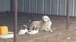 ww boer goats  texas