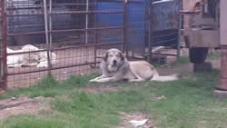 ww livestock guard dogs texas