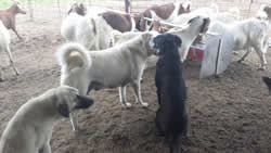guard dogs for livestock