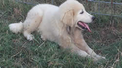 Pyrenees puppies